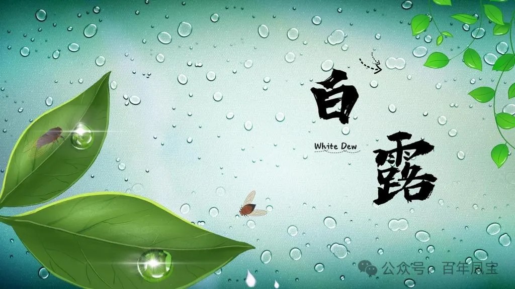 二十四节气|白露